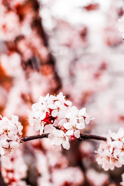 Blumenblüte im Frühjahr rosa Blumen als Naturhintergrund