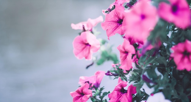 Blumenblüten-Hochzeitsurlaub und Blumengarten-Stil-Konzept