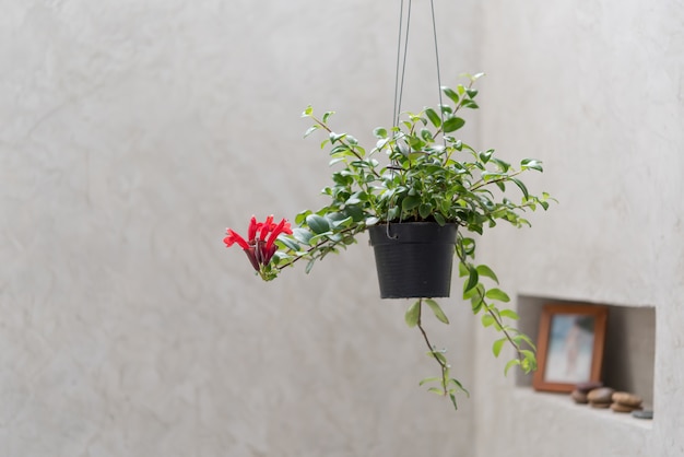 Blumendekoration im modernen Badezimmerinnenraum