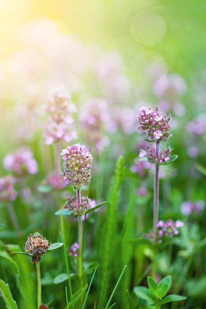 Blumenfeld auf dem Feld in der Natur