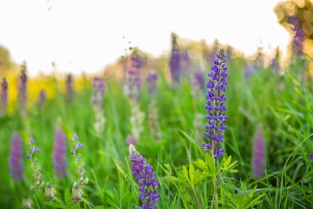 Blumenfeld bei Sonnenuntergang Lila und rosafarbene Lupine-Frühlingsblumen im grünen Gras Weiches Sonnenunterganglicht