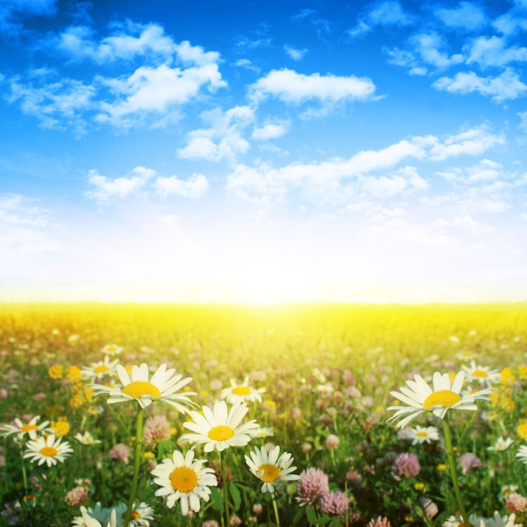 Blumenfeld, blauer Himmel und Sonne