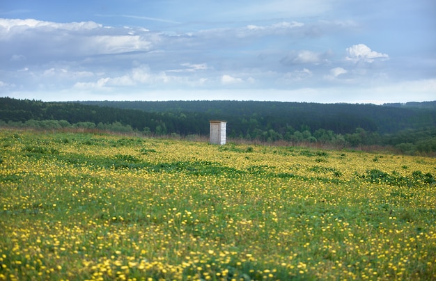 Blumenfeld, der Horizont der Bäume und blauer Himmel mit Wolken und einer Holztoilette. Ruhe und Frieden