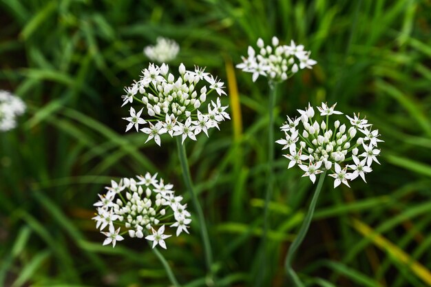 Blumenfeld des chinesischen Schnittlauchs