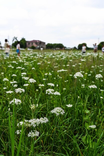 Blumenfeld des chinesischen Schnittlauchs