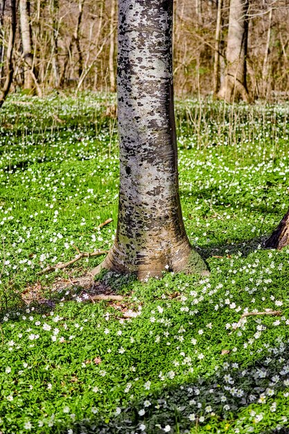 Blumenfeld mit Bäumen in einem Wald Schöne Landschaft mit vielen Buschwindröschen, die in der Nähe eines Birkenstamms auf einer Frühlingswiese blühen oder wachsen Hübsche weiße blühende Pflanzen oder Wildblumen in der Natur