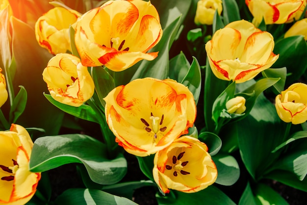 Blumenfeld mit bunten Tulpen.