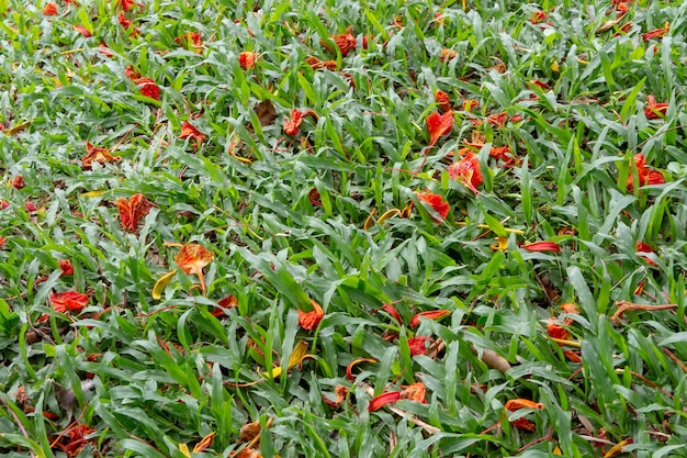 Foto blumenfeld rote blumen im grünen sommerfeld