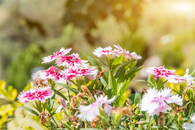 Blumenfeld schön in der Gartenarbeit, Gartenfrühlingssaison blüht warmen Ton