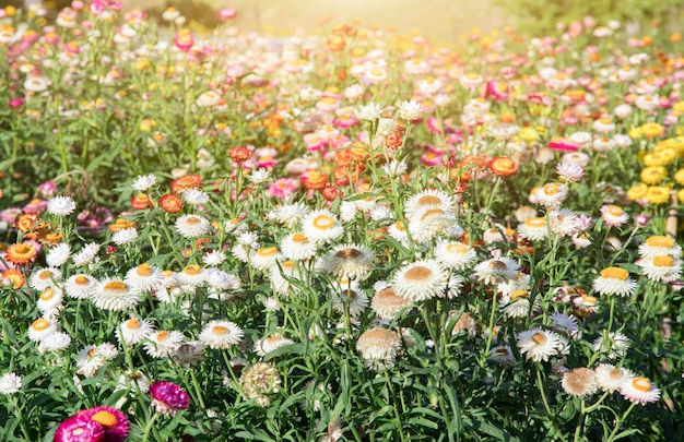 Blumenfeld, Schön von Blumen in der Gartenarbeit des Hintergrunds, Gartenblumen Frühlingssaison warmen Ton