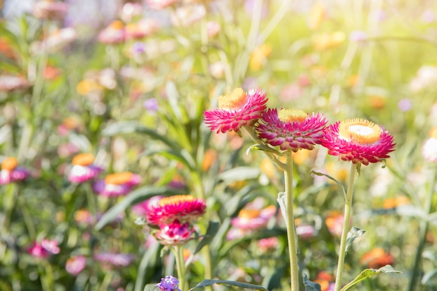 Blumenfeld, Schön von Blumen in der Gartenarbeit des Hintergrunds, Gartenblumen Frühlingssaison warmen Ton