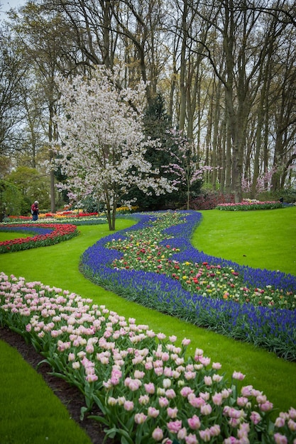 Blumenfluss, Fluss von Hyacinten in Kokenhof