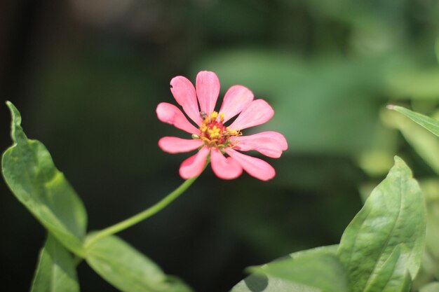 Blumenfoto in der Gartenprämie