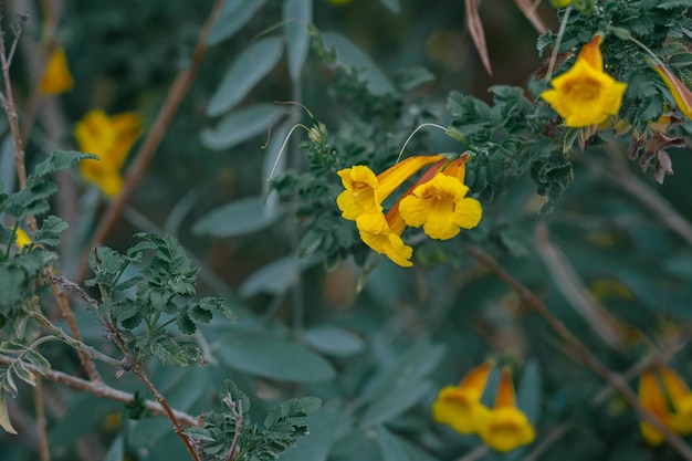 Blumenfotografie 3