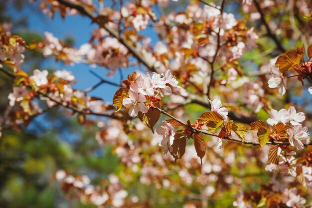 Blumenfrühlingshintergrund der Natur Zweige der blühenden Aprikosenpflaume mit weichem Fokus auf verschwommenem Hintergrund Oster- und FrühlingsgrußkarteKirschblütenbäume