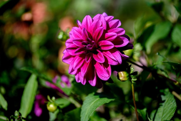 Blumengarten Dahlie Herbstschöne Dahlienblüte im Garten