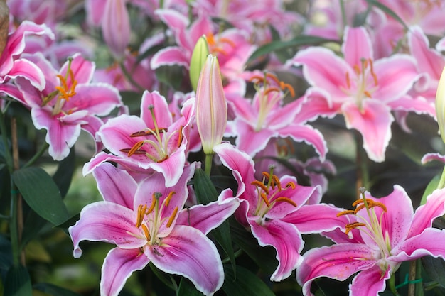 Blumengarten der rosa Lilie der Nahaufnahme