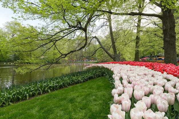 Blumengarten mit blühenden weißen und rosa Tulpen über dem See in Lisse Südholland Niederlande