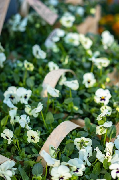 Blumengeschäft Blumen sind weiße Viola in Biokörben