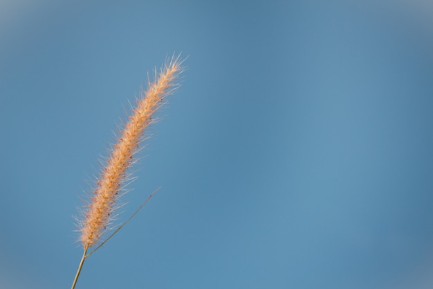 Blumengras-Auswirkungssonnenlicht im Herbst