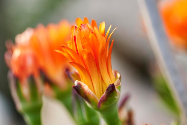 Blumengruppe der Pigface-Orange oder Mesem-Pflanze Mesembryanthemum der Familie Aizoaceae im zeitigen Frühjahr mit noch geschlossener Knospe, die sich zu öffnen beginnt