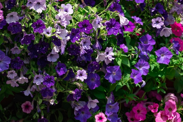 Blumenhintergrund, blühende bunte üppige Petunienbüsche auf einem Blumenbeet, sonniger Tag