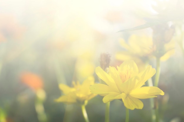 Blumenhintergrund, der in Pastelltönen blüht