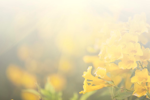 Blumenhintergrund, der in Pastelltönen blüht