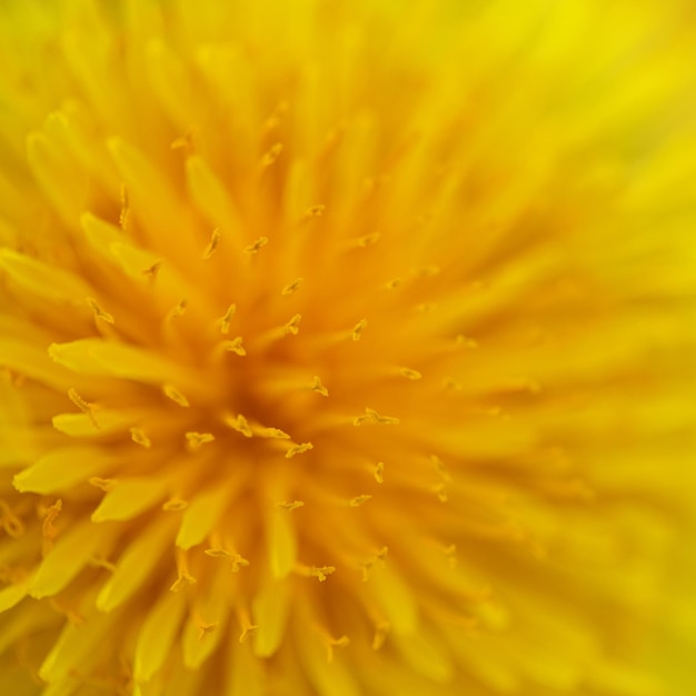 Blumenhintergrund des blühenden gelben Löwenzahnmakros