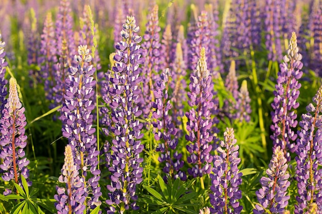 Blumenhintergrund ein Sommerfeld mit Lupinen bei Sonnenuntergang