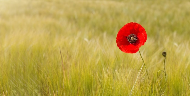 BLUMENHINTERGRUND. EINZELNE ROTE POPPY BLUME