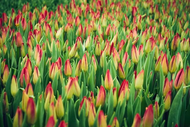 Foto blumenhintergrund - feld ungeöffneter rosa tulpen