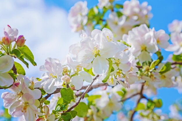 Blumenhintergrund Frühlingsblumen des blühenden Apfelbaums auf verschwommenem Himmelshintergrund instagram Stil