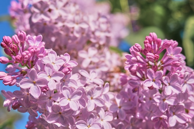 Blumenhintergrund gemacht von blühenden Fliedern