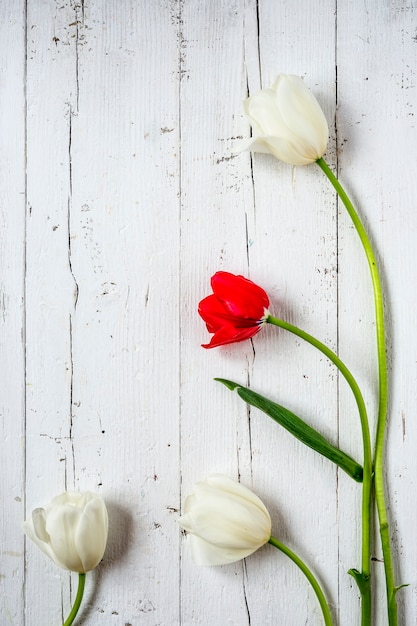 Blumenhintergrund mit den roten und weißen Tulpen und den Gänseblümchen