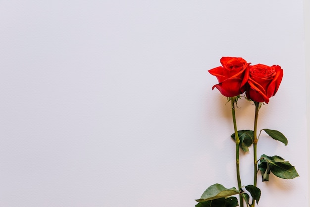 Foto blumenhintergrund mit rosen