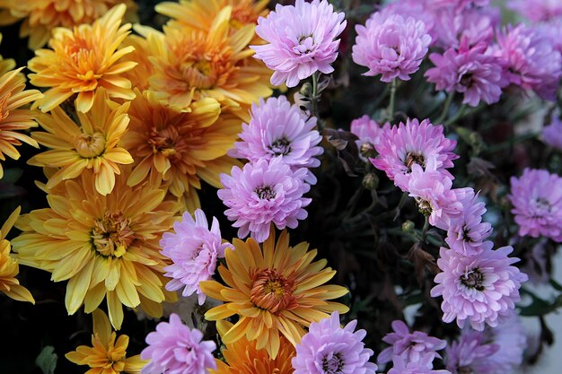 Blumenhintergrund Rosa und orange Blumen im Garten