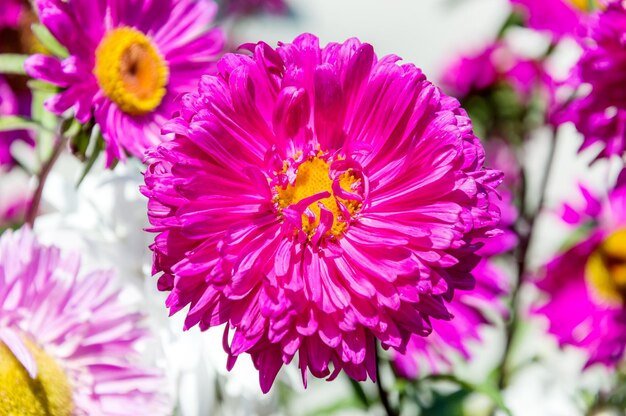 Blumenhintergrund Schöne rosa Blume auf dem Hintergrund lebendiger Blumen