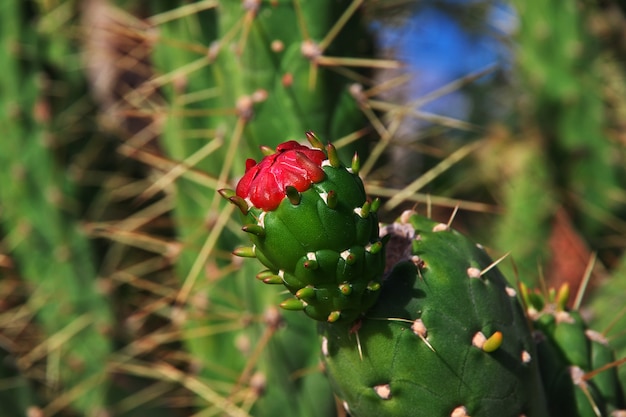 Blumenkaktus hautnah