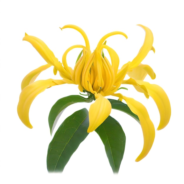 Blumenklettern Ylangylang Klettern Ilangilang Manorangini Harachampa Kantali Champa isoliert auf weißem Hintergrund