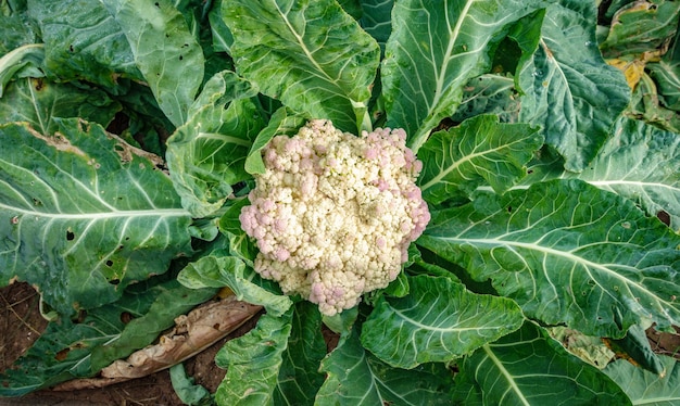 Blumenkohl-Draufsicht mit hellgrünen Blättern