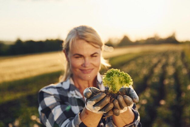 Foto blumenkohl in der erde in den händen. frau ist tagsüber auf dem landwirtschaftlichen feld