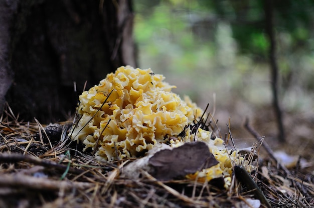 Blumenkohl-Pilzpilz am Baum