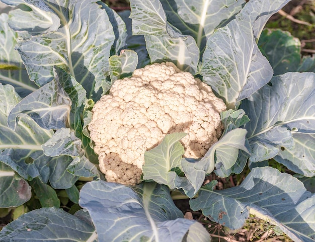 Blumenkohl wächst auf dem Feld