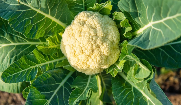 Blumenkohl wächst im Gemüsegarten. Selektiver Fokus.