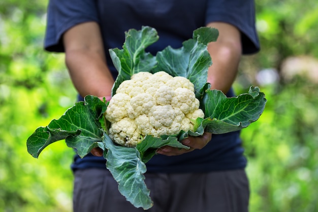 Blumenkohlkopf mit Blättern in den Händen des Frauenlandwirts