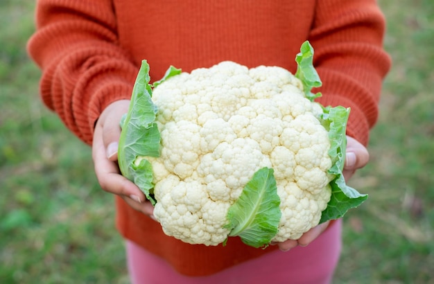 Foto blumenkohlkopf mit blättern in den händen des mädchens nahaufnahme bio-früchte das konzept eines gartenhausesfresches gemüse ernte vegetarisches und veganes essen selektiver fokus