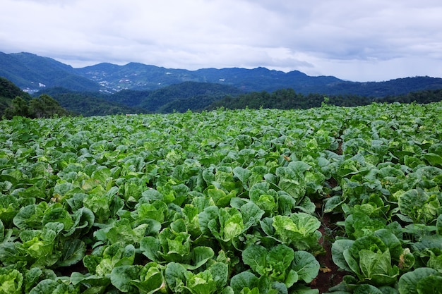 Blumenkohlpflanzen und Kohl Landwirtschaft Feld ist Ackerland in den Bergen wachsen