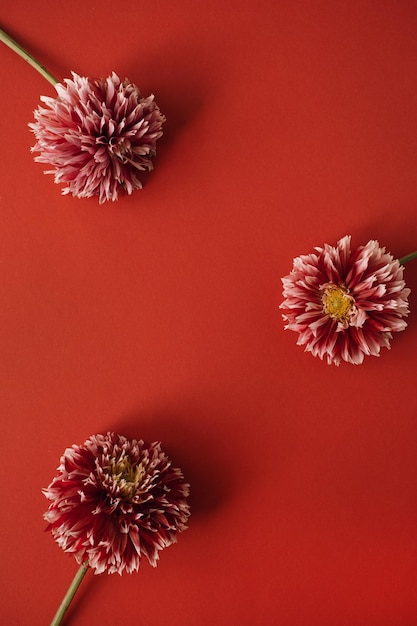 Blumenkomposition Kranz aus roten Dahlienblüten auf rotem Hintergrund Flach liegend Draufsicht Kopierbereich Valentinstag Muttertag Mockup-Vorlage