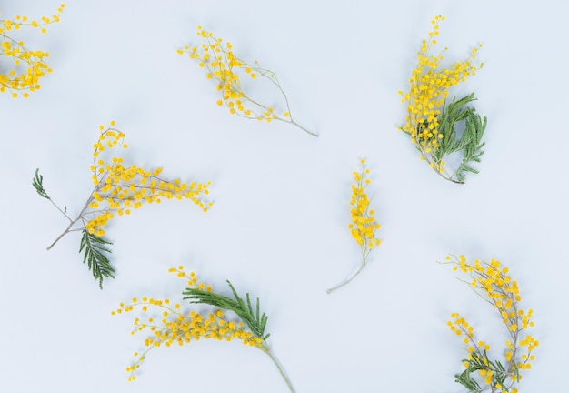 Blumenkomposition Mimosenblüten auf weißem Hintergrund Draufsicht